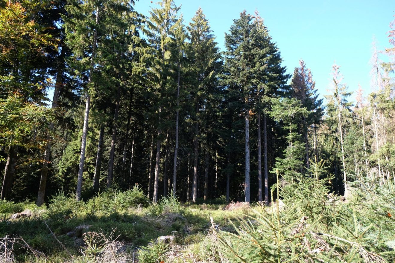 Lücken für Küken im Auerhahnwald