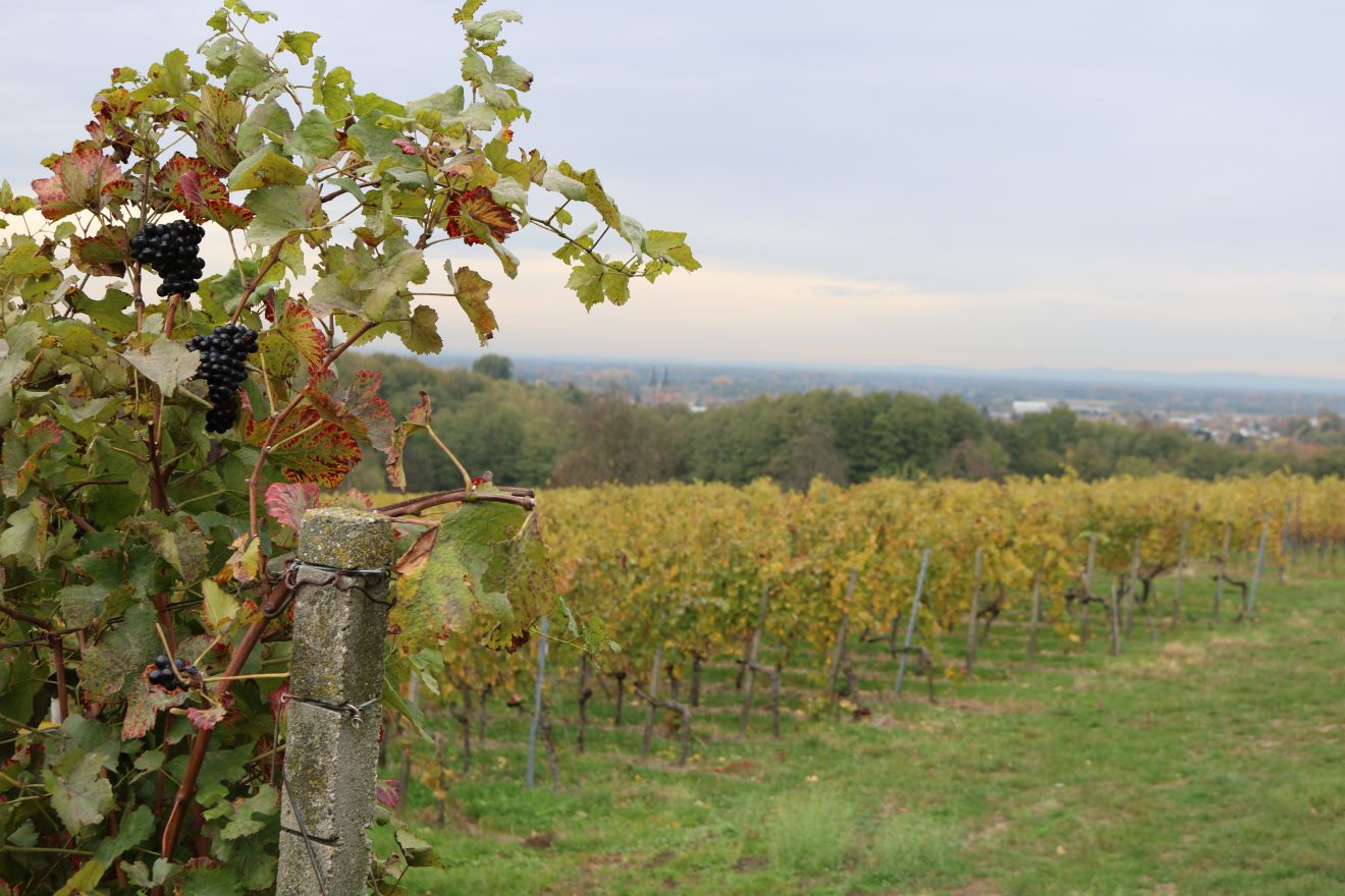 Der Aspichhof - vielfältige Landwirtschaft und soziale Einrichtung