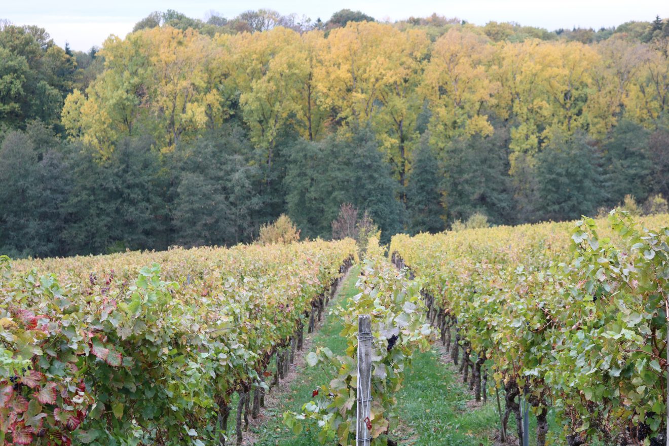 Der Aspichhof - vielfältige Landwirtschaft und soziale Einrichtung