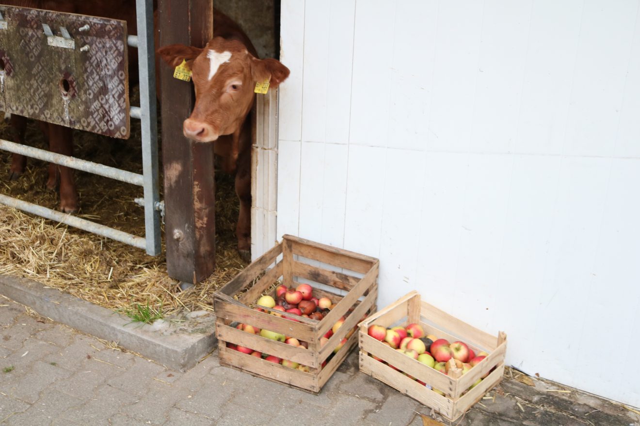 Der Aspichhof - vielfältige Landwirtschaft und soziale Einrichtung