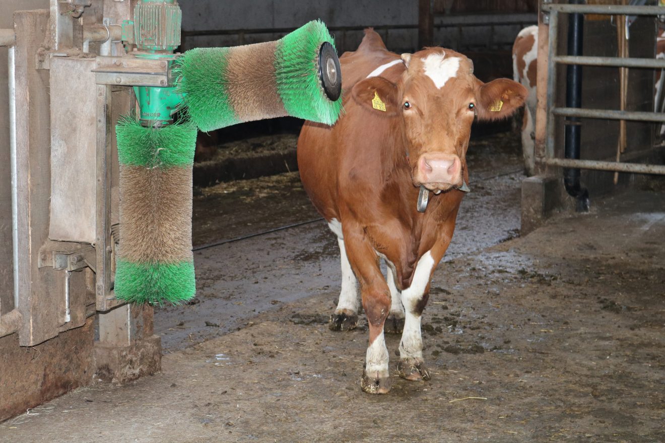 Der Aspichhof - vielfältige Landwirtschaft und soziale Einrichtung