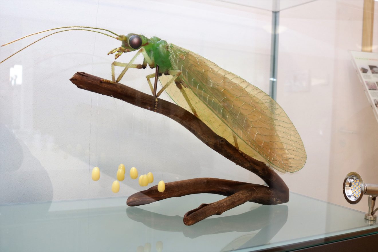 Insekten - kleine Tiere ganz groß Sonderausstellung im Infozentrum Kaltenbronn