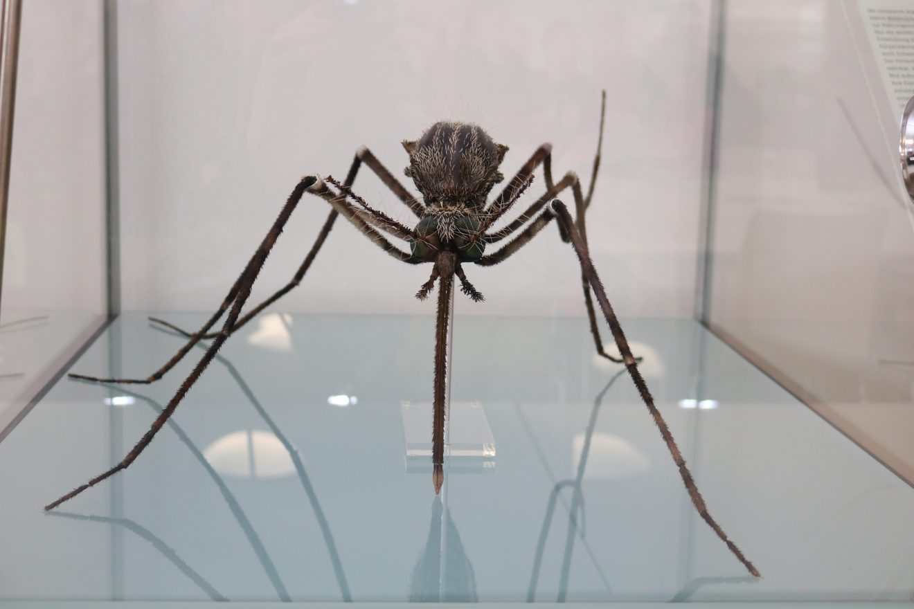 Insekten - kleine Tiere ganz groß Sonderausstellung im Infozentrum Kaltenbronn