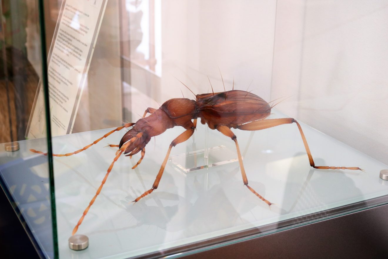Insekten - kleine Tiere ganz groß Sonderausstellung im Infozentrum Kaltenbronn