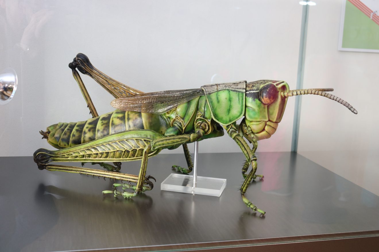Insekten - kleine Tiere ganz groß Sonderausstellung im Infozentrum Kaltenbronn