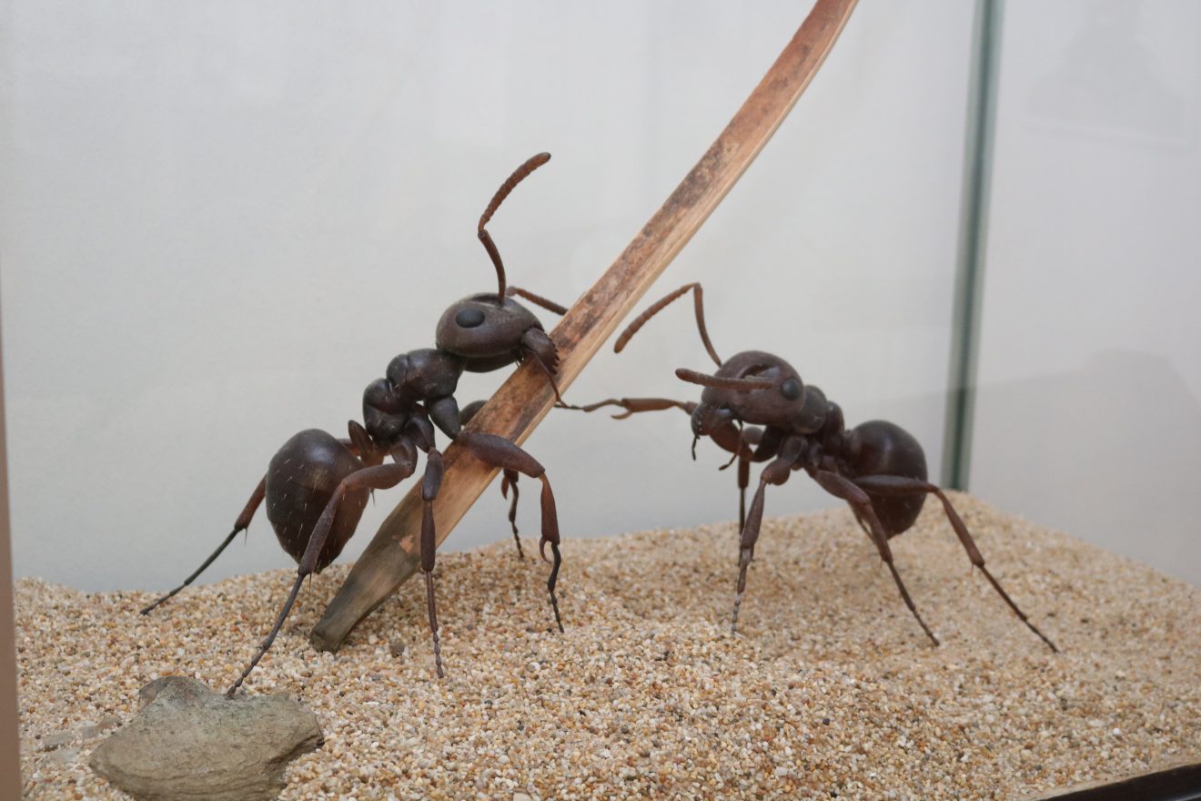 Insekten - kleine Tiere ganz groß Sonderausstellung im Infozentrum Kaltenbronn