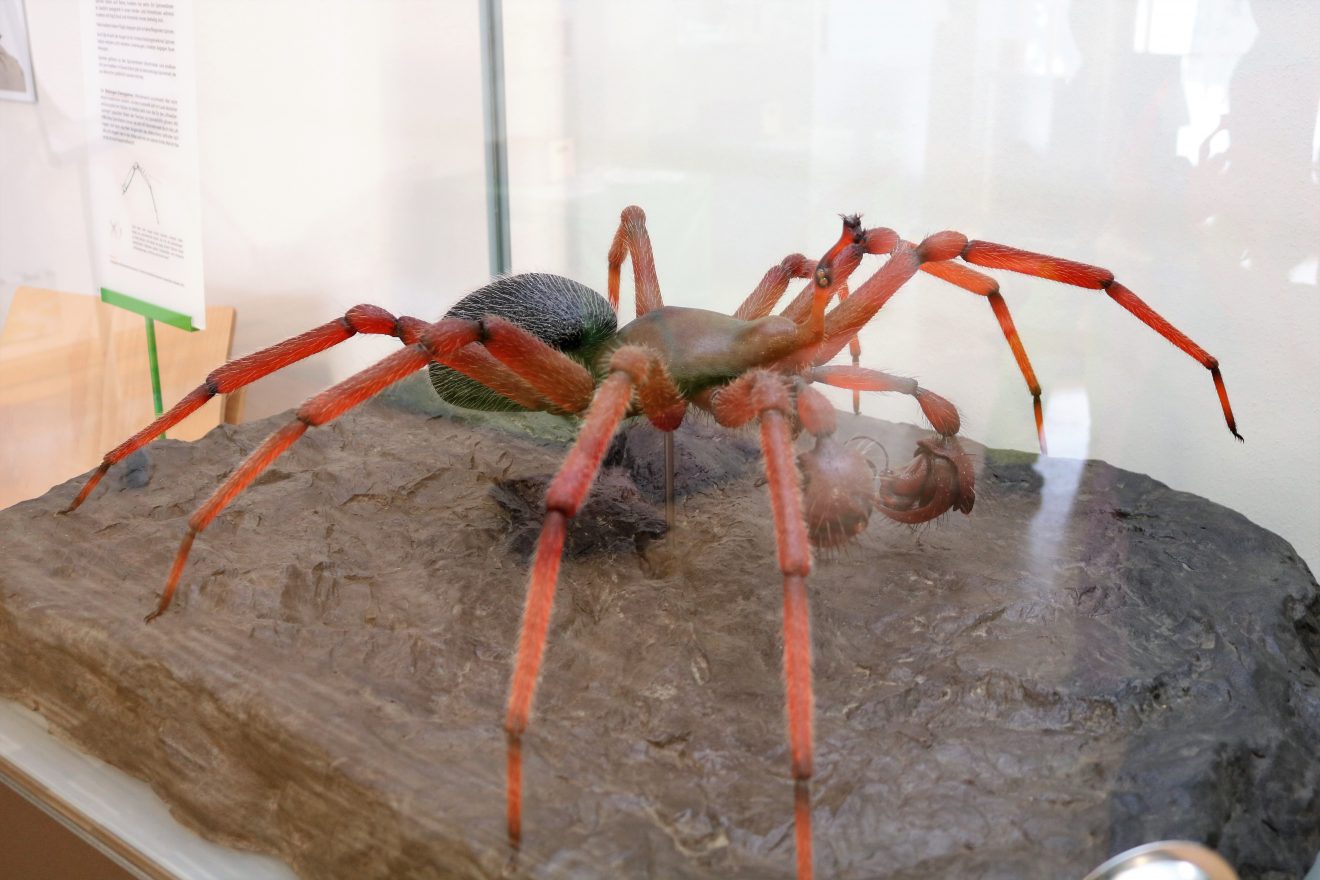 Insekten - kleine Tiere ganz groß Sonderausstellung im Infozentrum Kaltenbronn