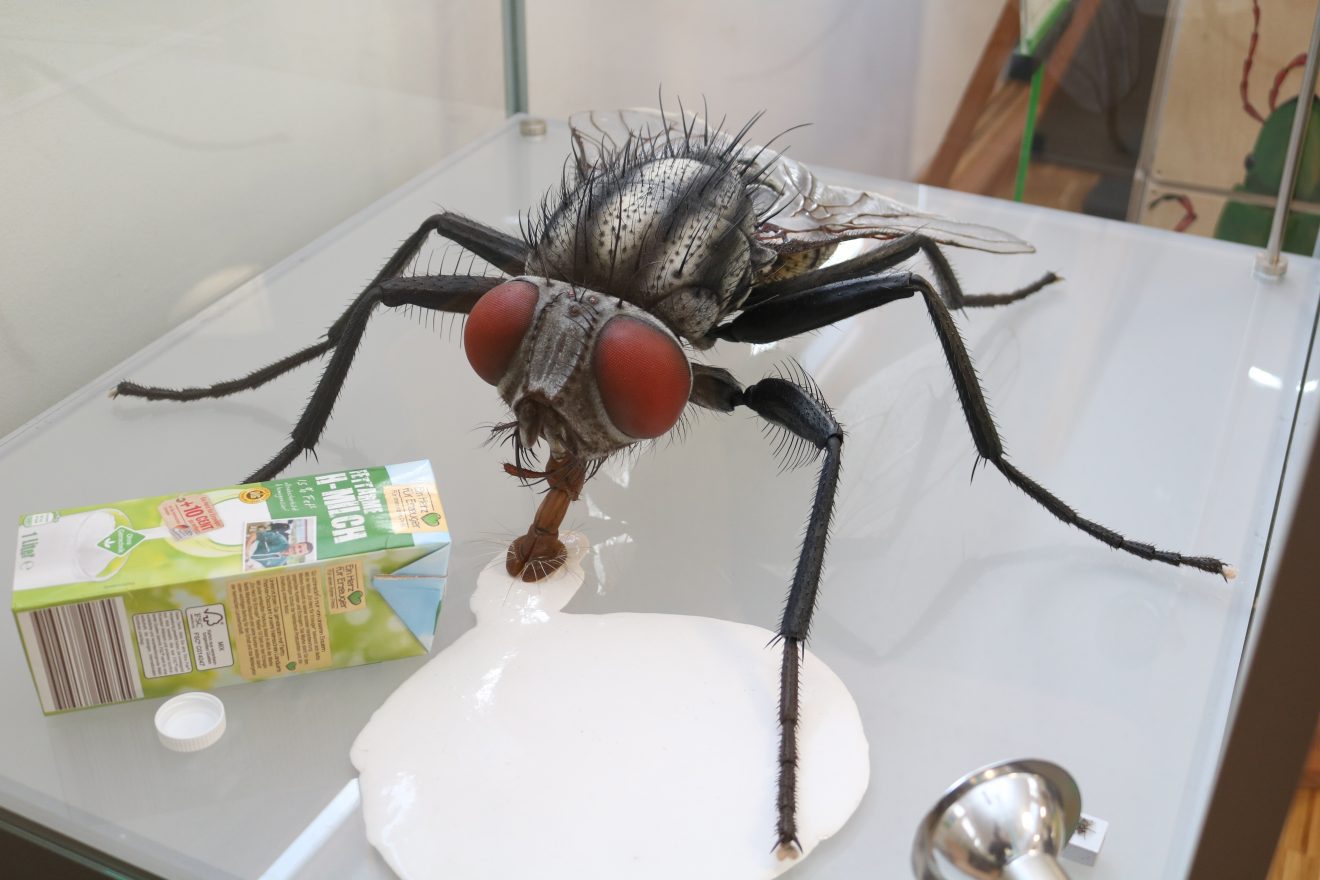 Insekten - kleine Tiere ganz groß Sonderausstellung im Infozentrum Kaltenbronn