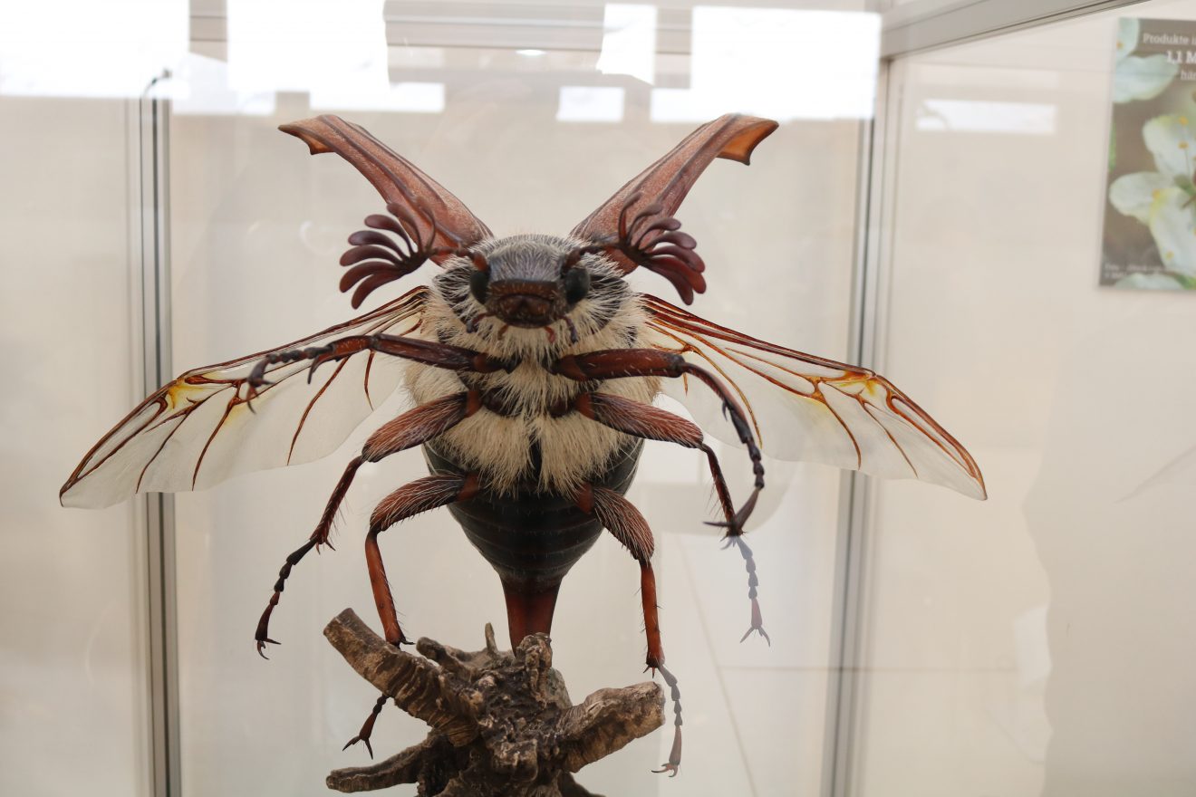 Insekten - kleine Tiere ganz groß Sonderausstellung im Infozentrum Kaltenbronn