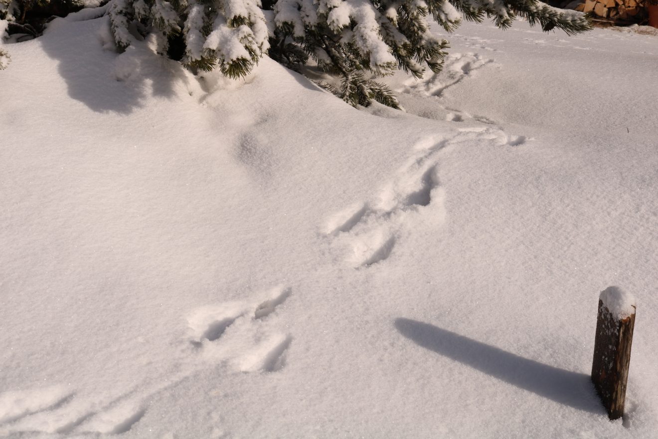 Naturpark-Entdeckertage am Infozentrum Kaltenbronn