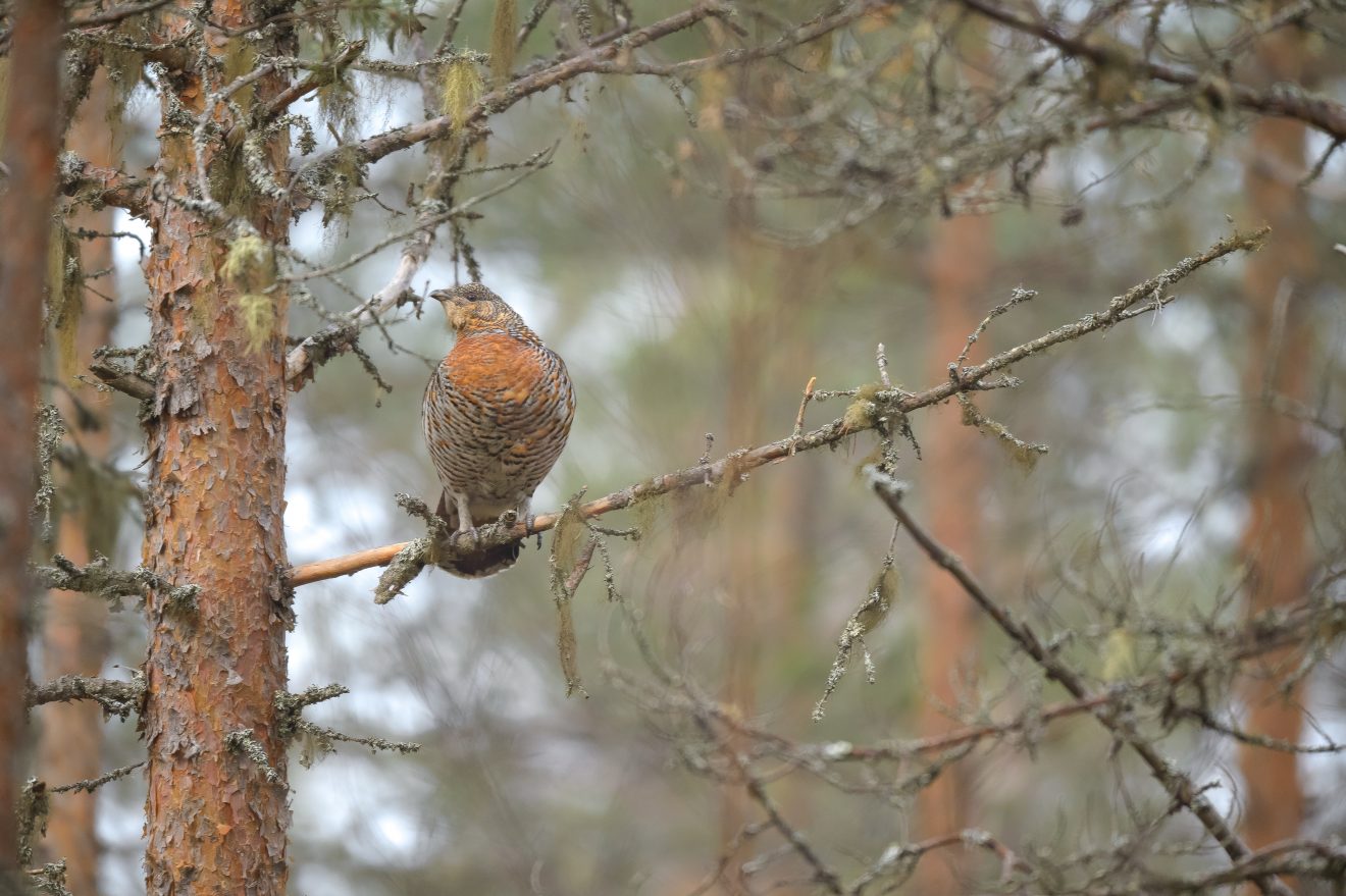 Lücken für Küken im Auerhahnwald