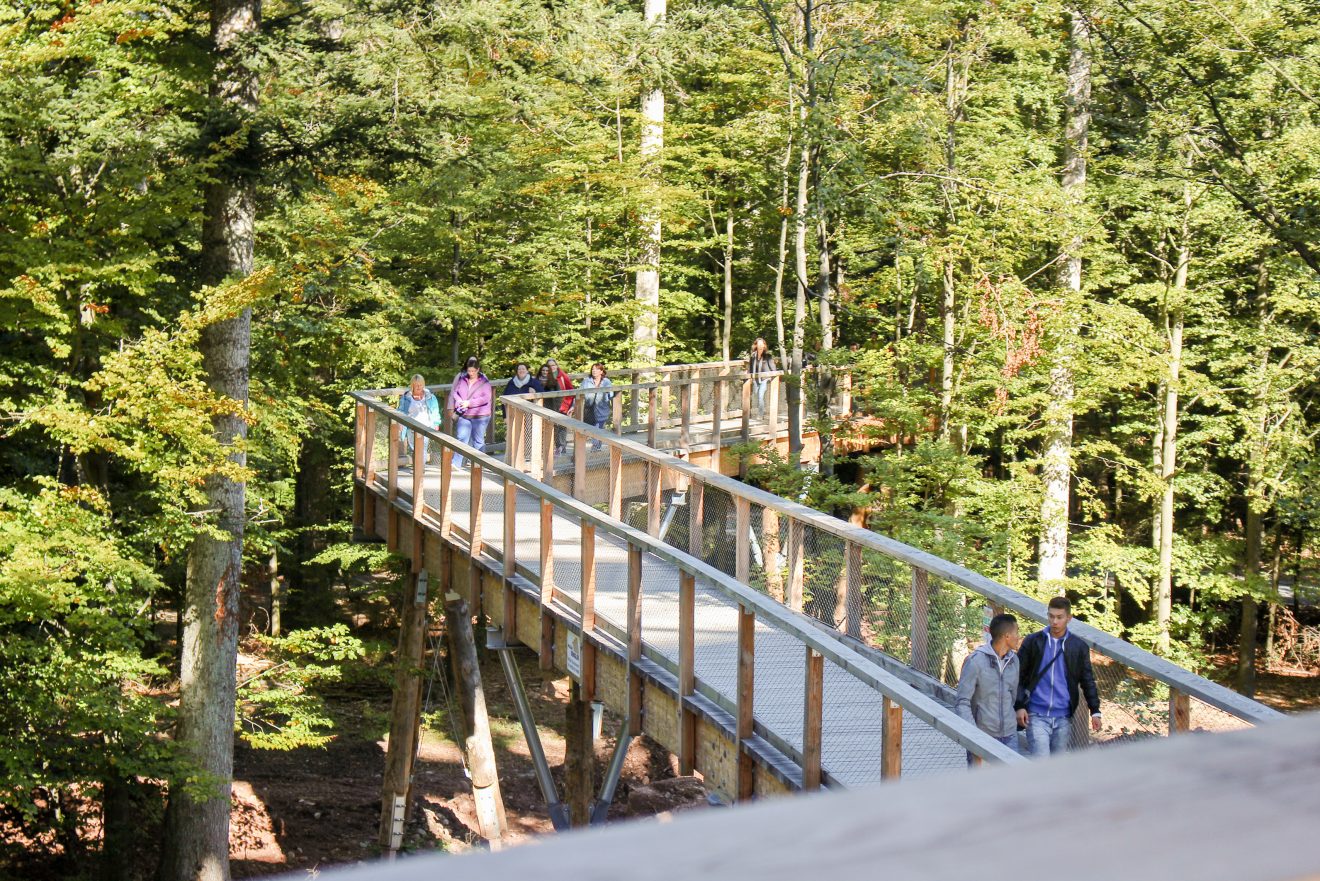 Baumwipfelpfad - Verlosung Familienkarten