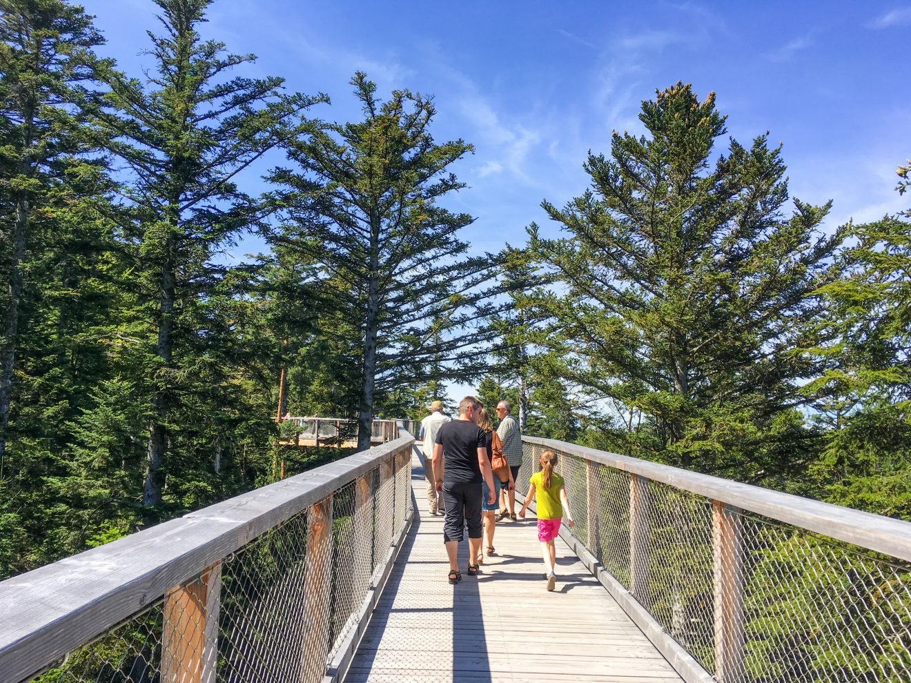 Baumwipfelpfad - Verlosung Familienkarten