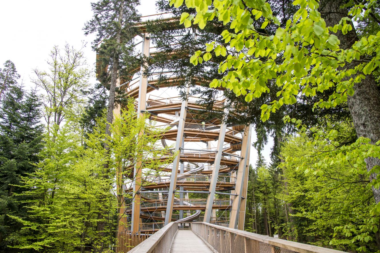 Baumwipfelpfad - Verlosung Familienkarten