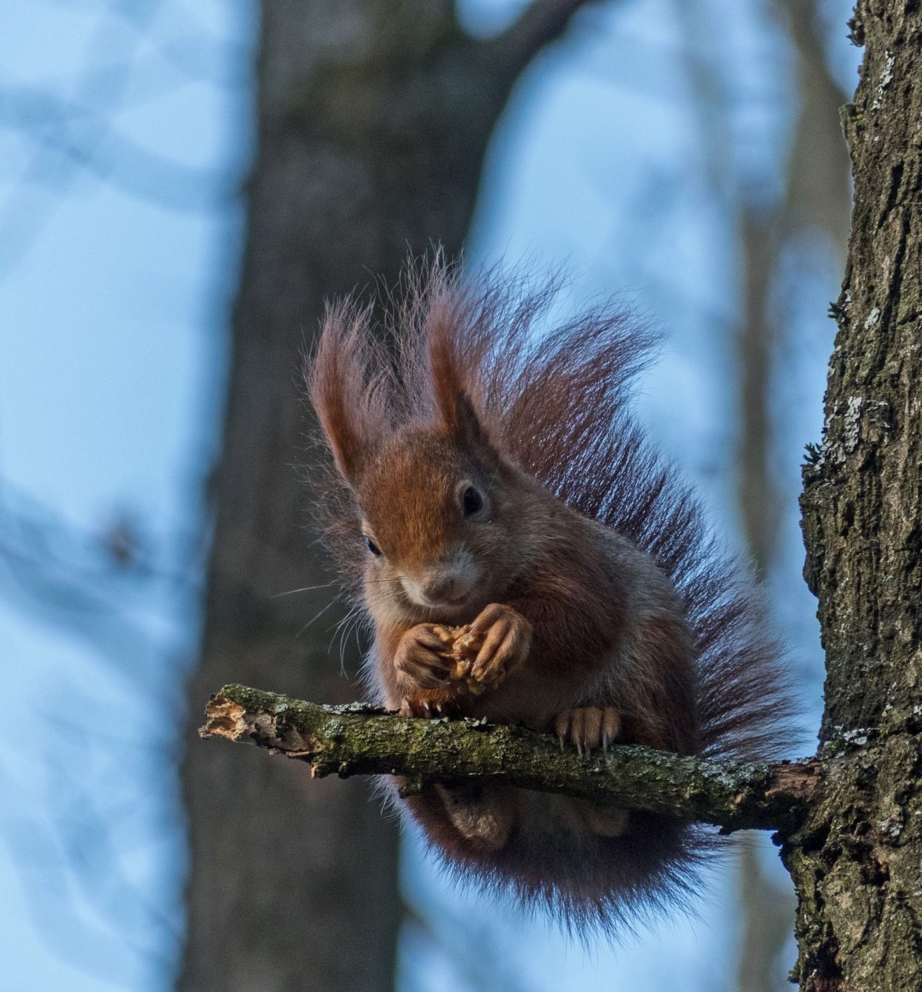 Tiersteckbrief Eichhörnchen