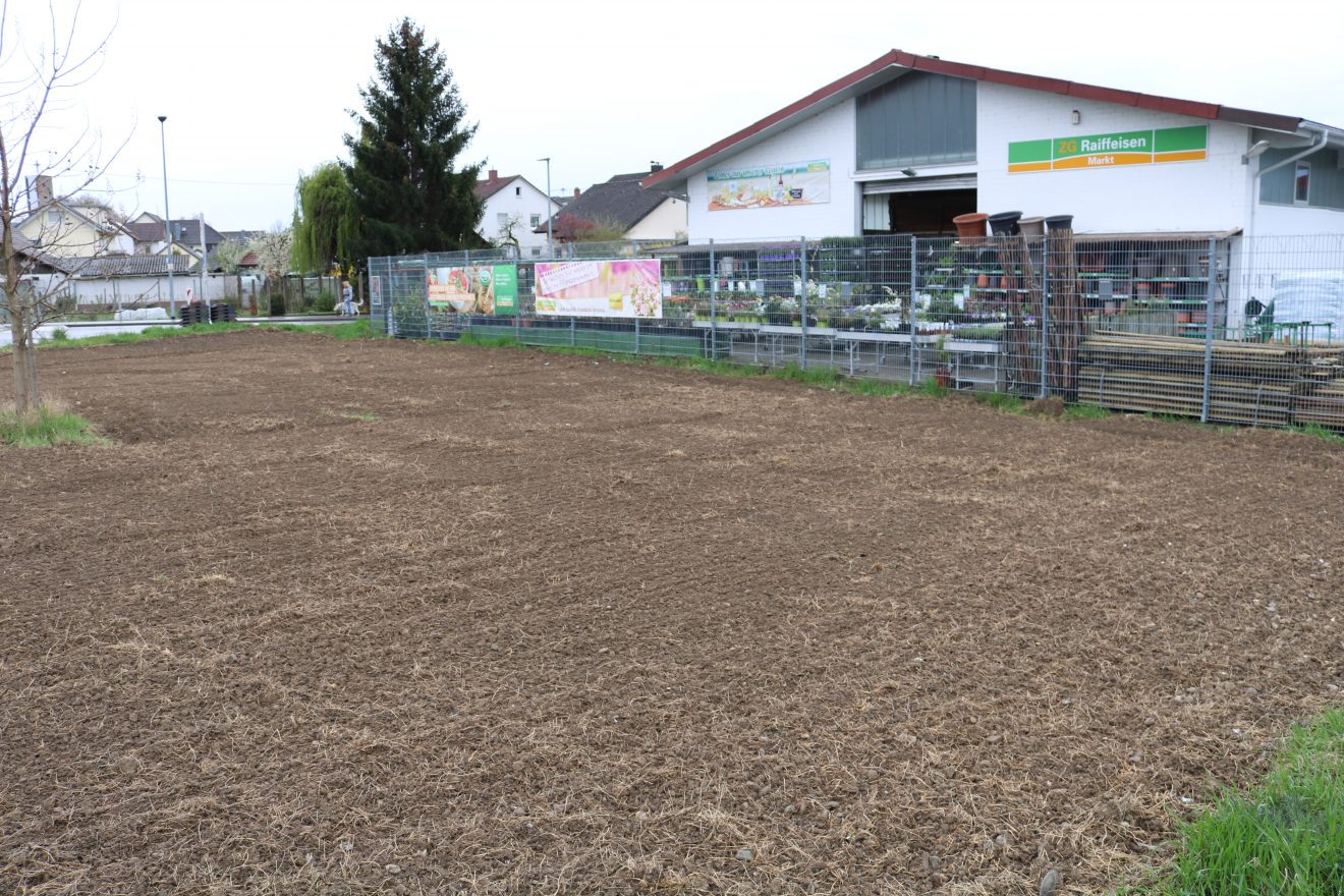 Erste Frühjahrsaussaat Blühender Naturpark Kippenheim