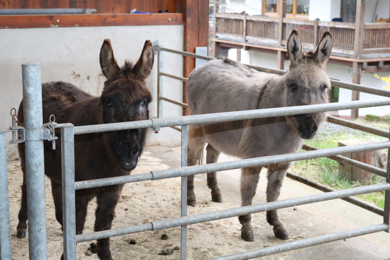 Muh, die Kuh - Auftakt 2019 auf dem Maierhof