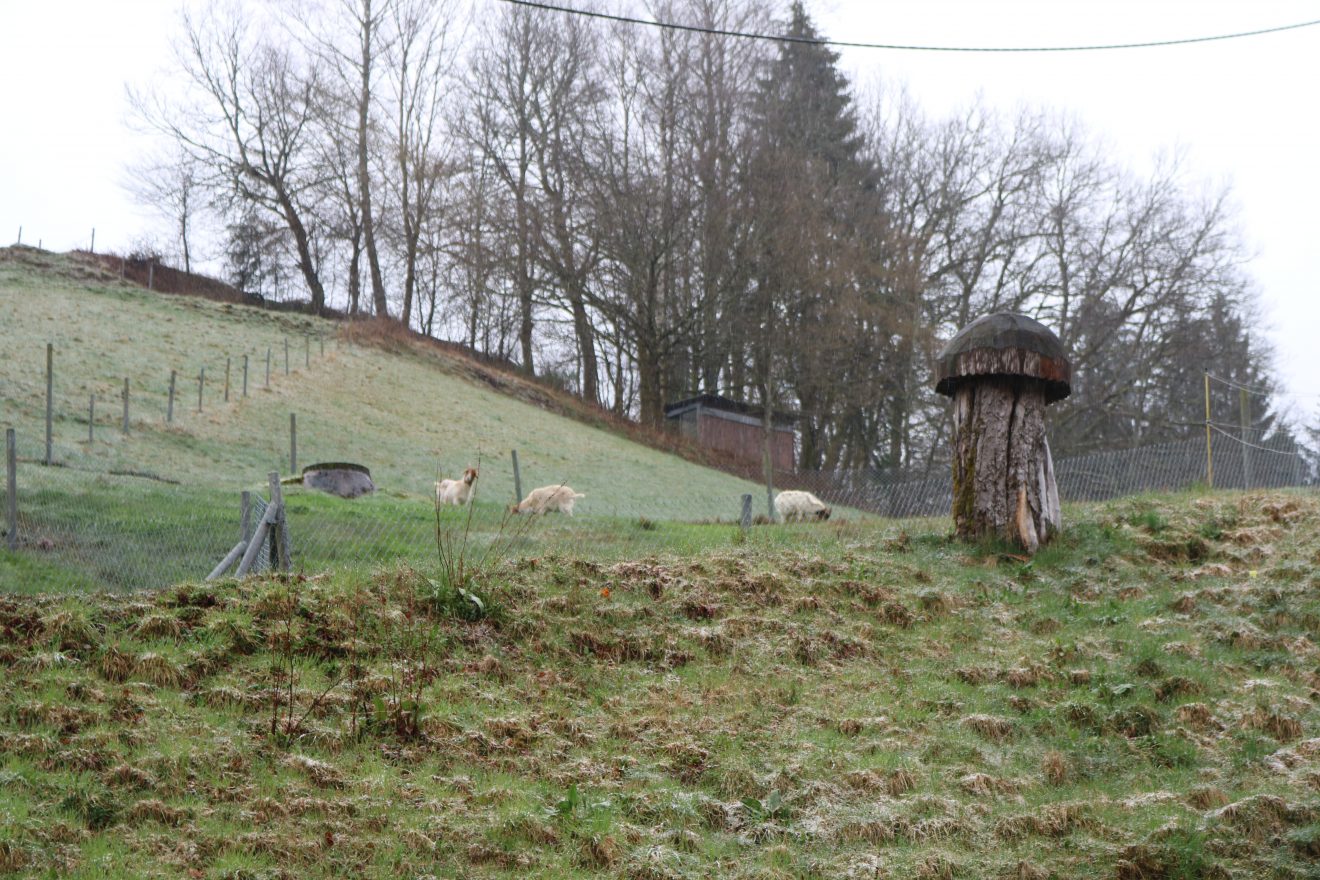 Muh, die Kuh - Auftakt 2019 auf dem Maierhof