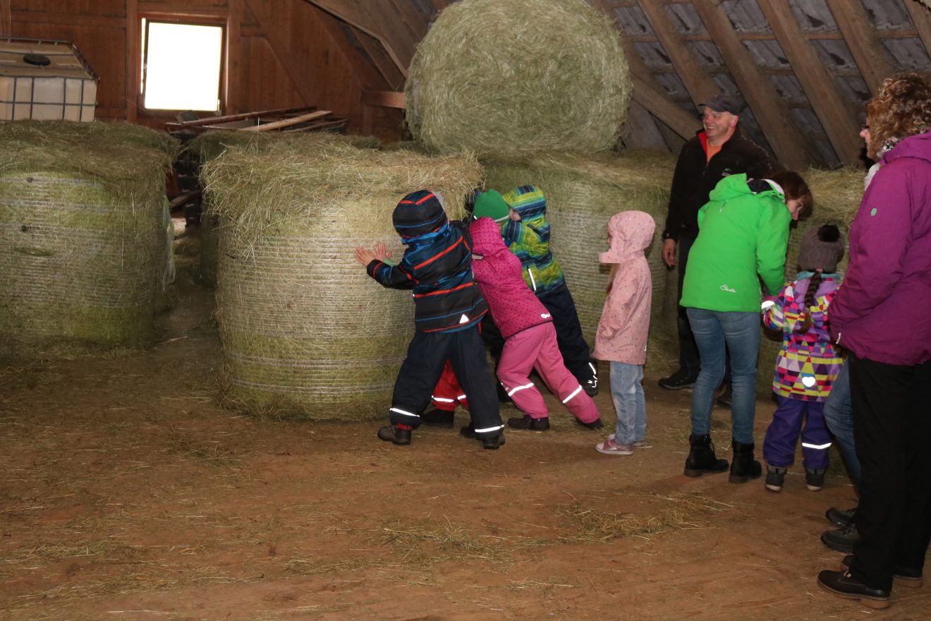 Muh, die Kuh - Auftakt 2019 auf dem Maierhof