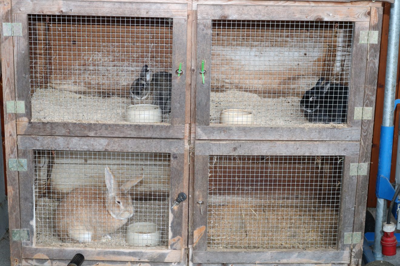 Muh, die Kuh - Auftakt 2019 auf dem Maierhof