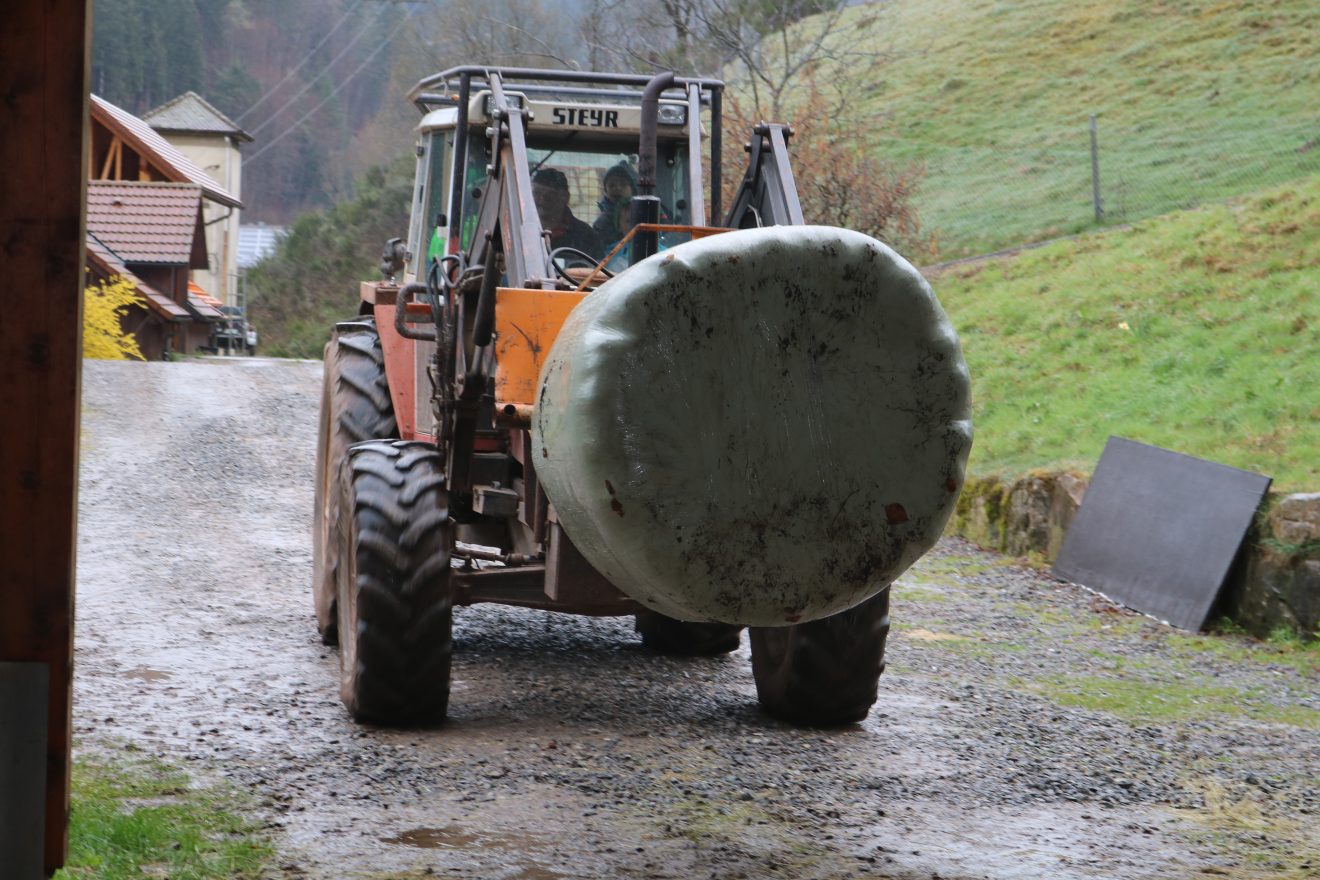 Muh, die Kuh - Auftakt 2019 auf dem Maierhof