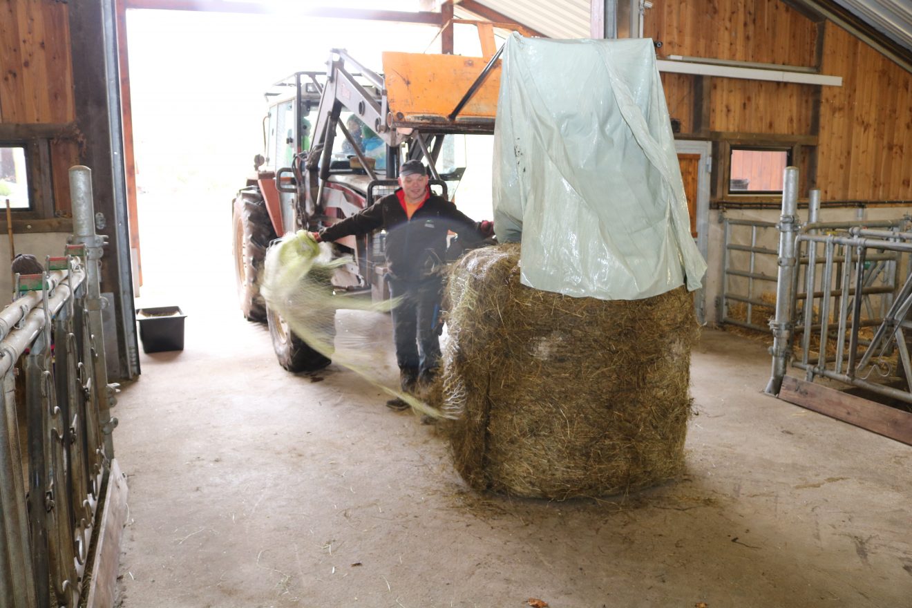 Muh, die Kuh - Auftakt 2019 auf dem Maierhof