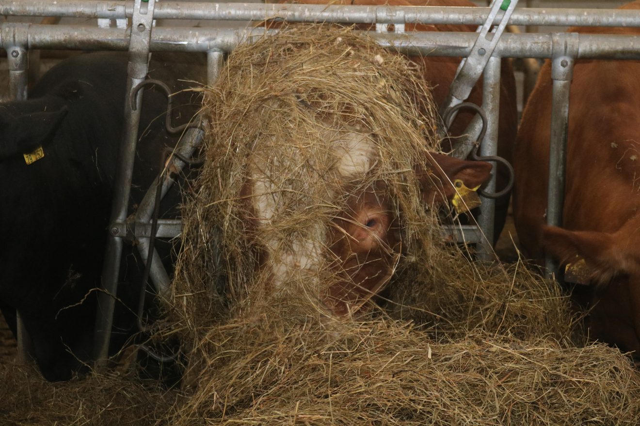 Muh, die Kuh - Auftakt 2019 auf dem Maierhof
