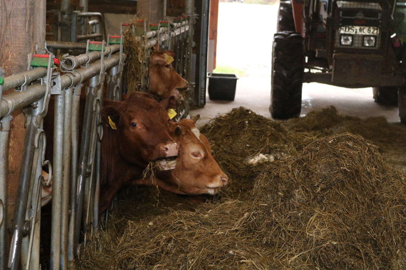 Muh, die Kuh - Auftakt 2019 auf dem Maierhof