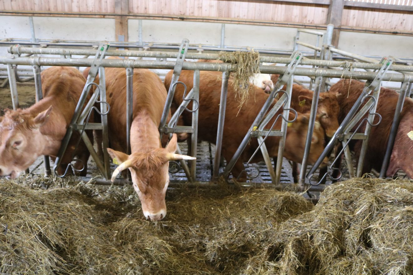 Muh, die Kuh - Auftakt 2019 auf dem Maierhof
