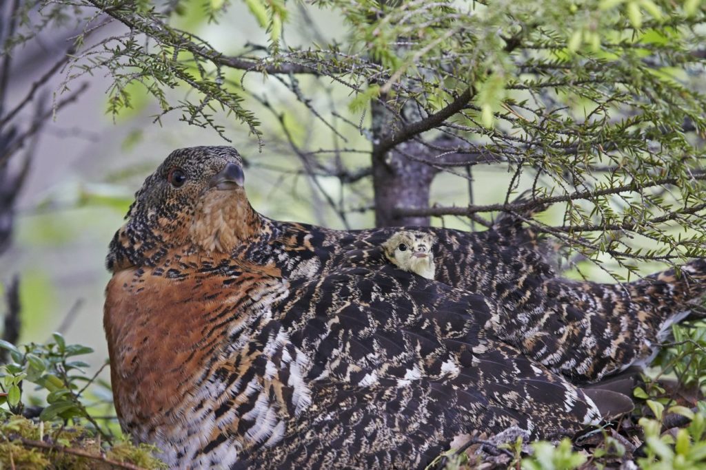 Neues vom Auerhuhn: Balz und Brut