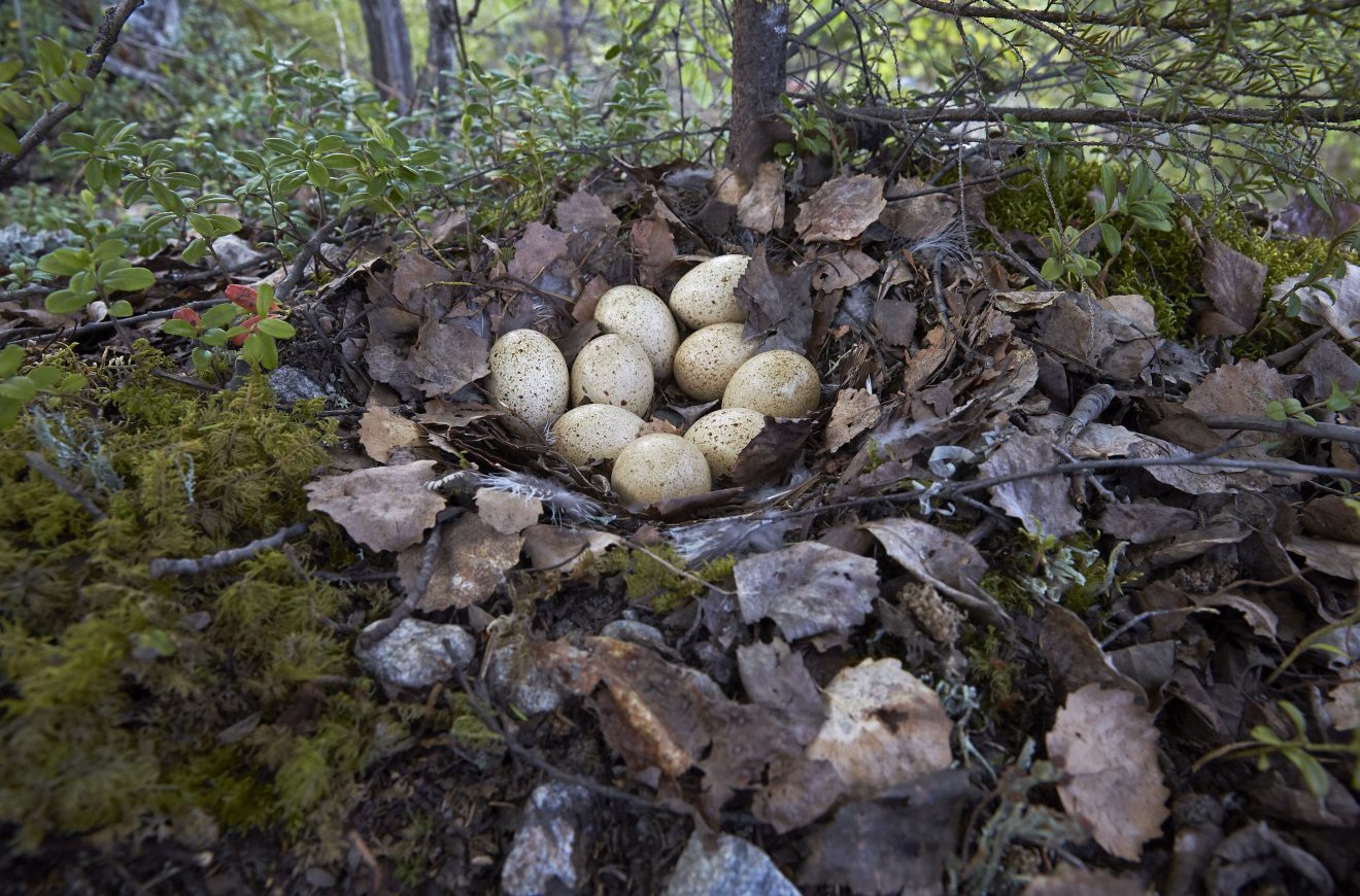 Neues vom Auerhuhn: Balz und Brut