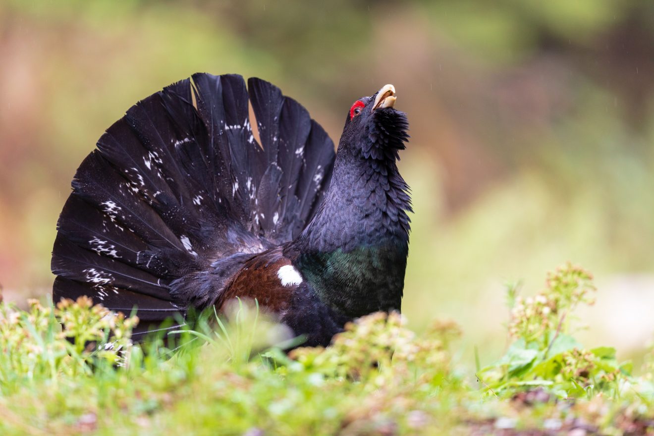 Neues vom Auerhuhn: Balz und Brut