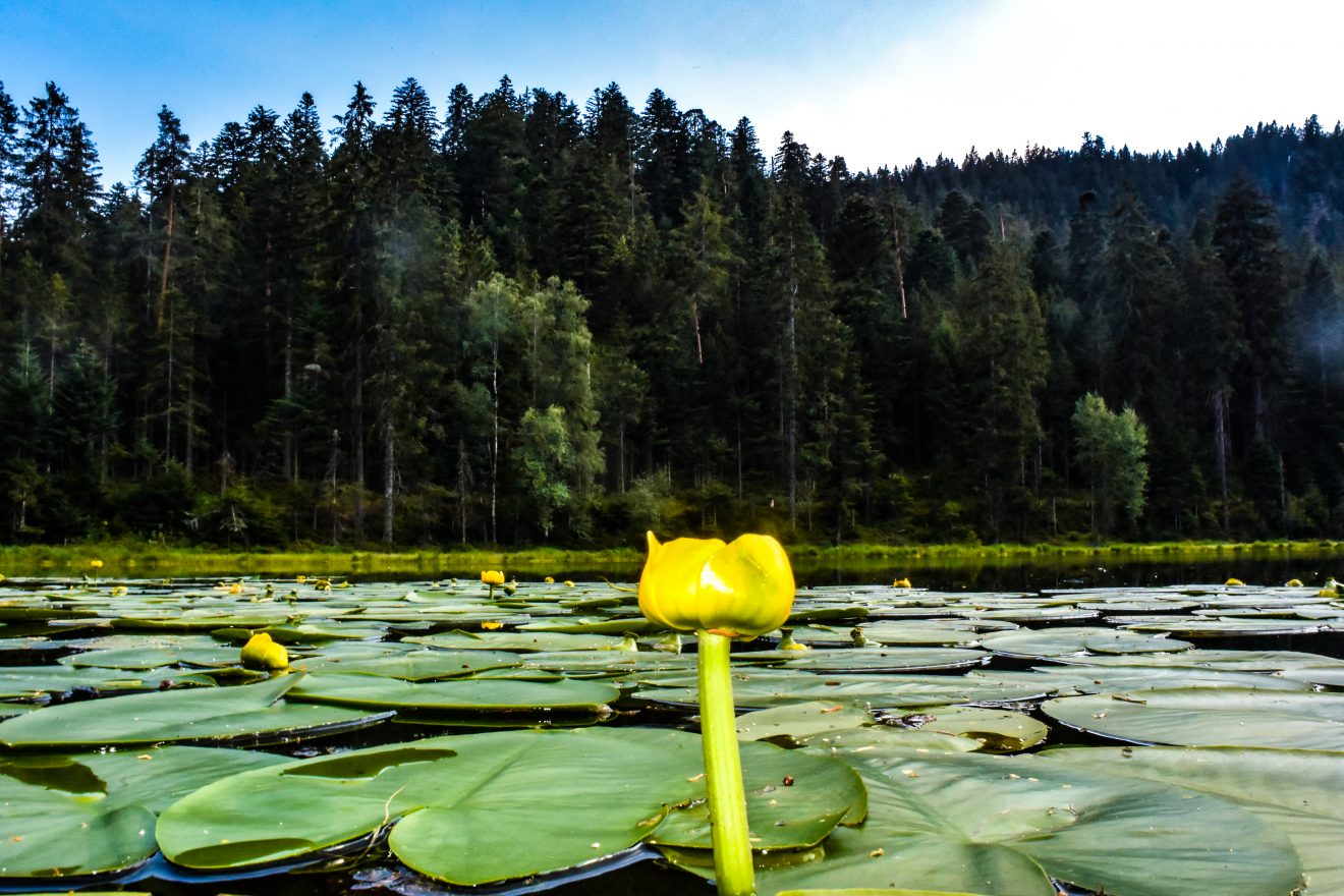Kaarseen im Schwarzwald: Schurmsee und Blindsee