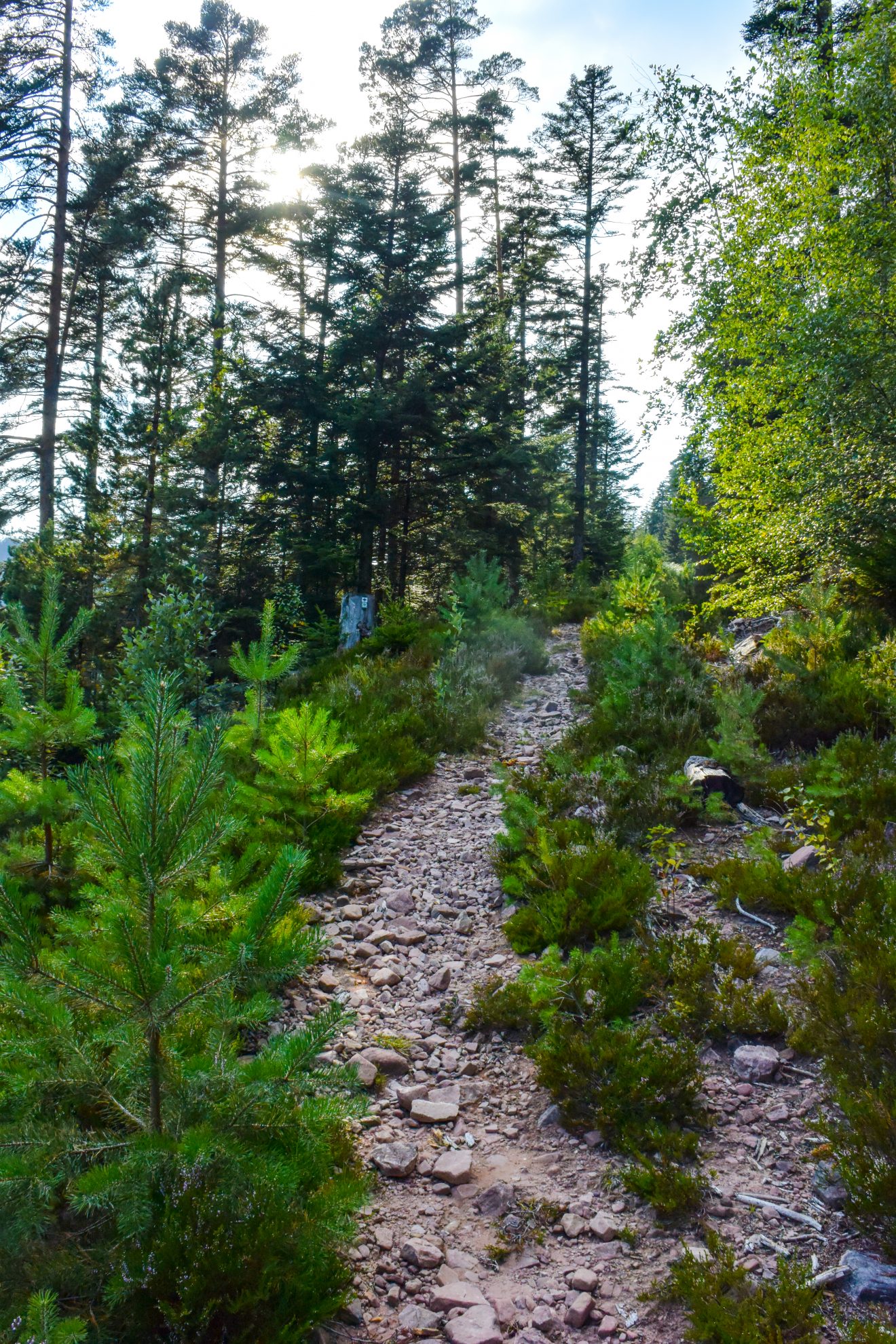 Kaarseen im Schwarzwald: Schurmsee und Blindsee