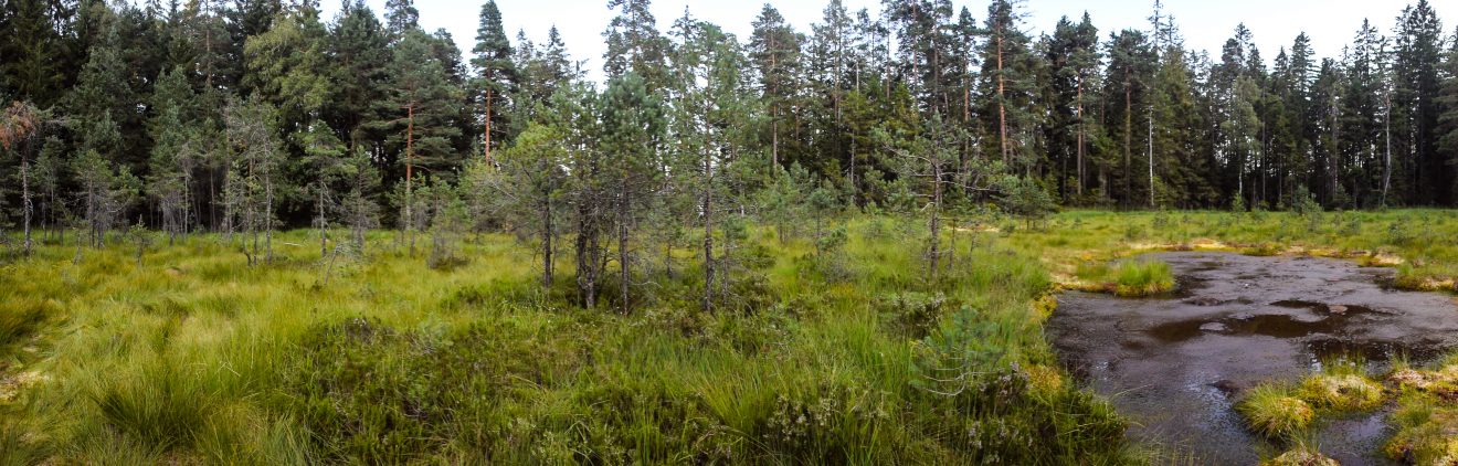 Kaarseen im Schwarzwald: Schurmsee und Blindsee