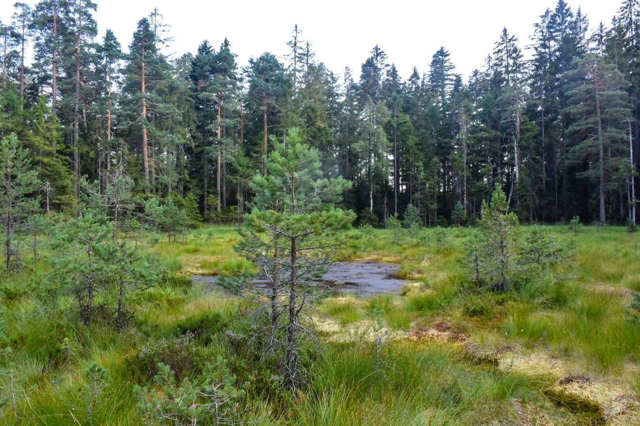 Kaarseen im Schwarzwald: Schurmsee und Blindsee