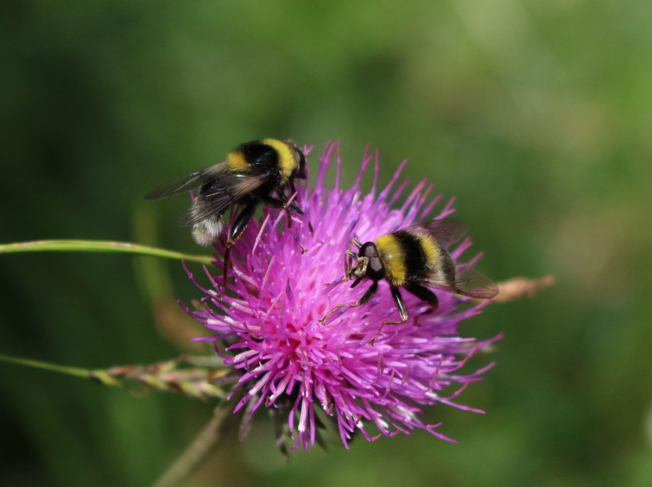 BurdaHome Blumenwiesenpate Weltbienentag