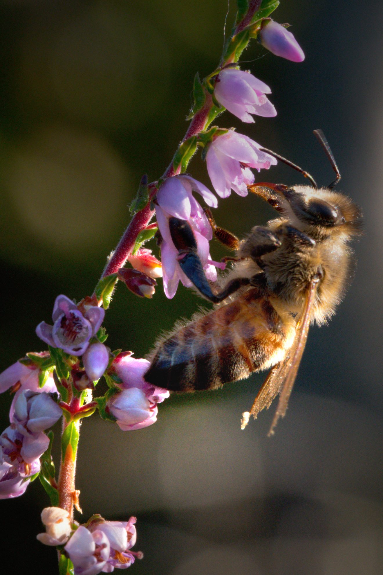 BurdaHome Blumenwiesenpate Weltbienentag