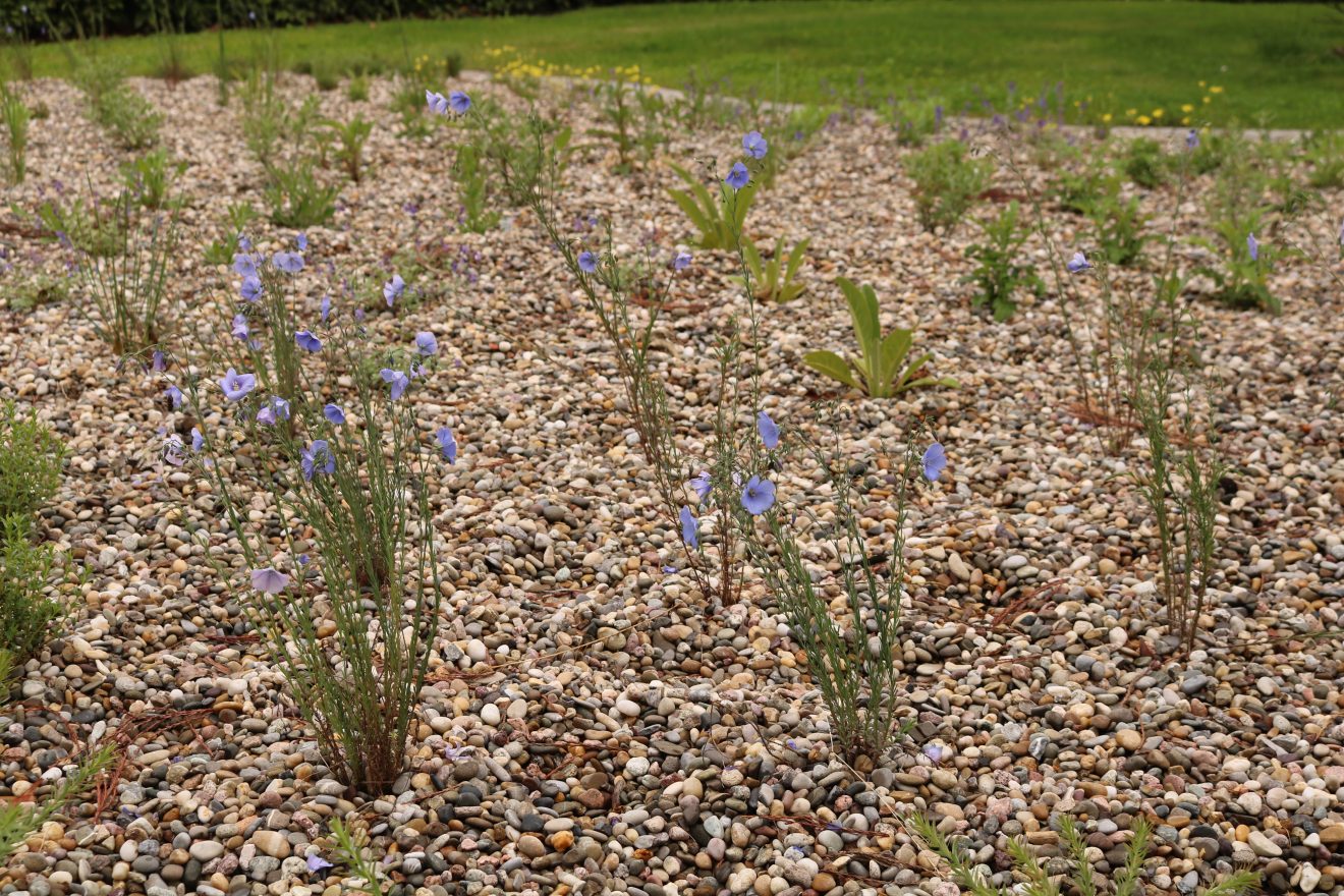 BurdaHome Blumenwiesenpate Weltbienentag