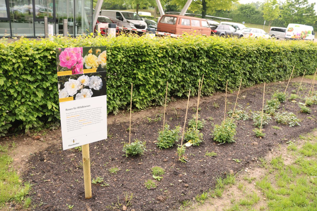 BurdaHome Blumenwiesenpate Weltbienentag