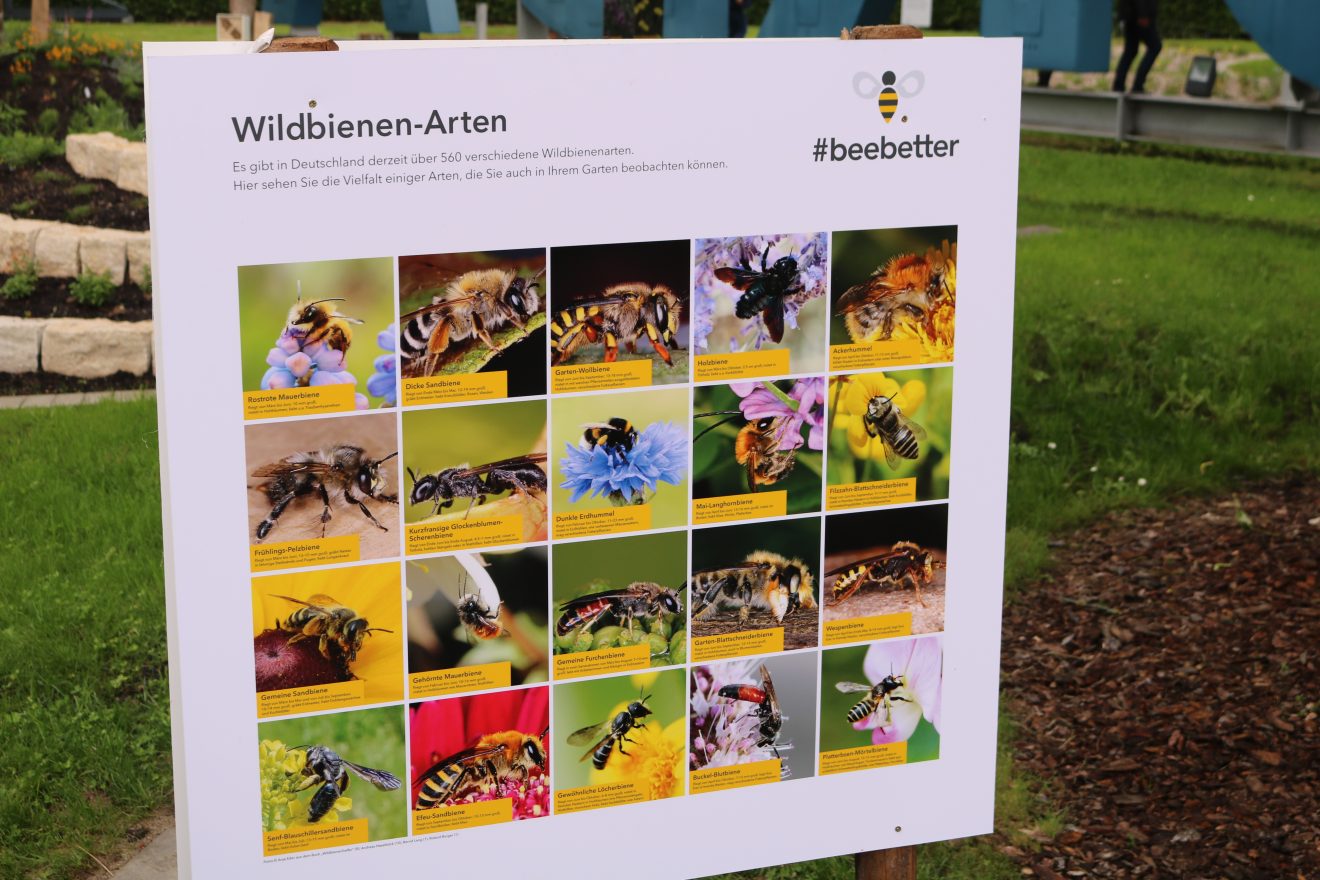 BurdaHome Blumenwiesenpate Weltbienentag