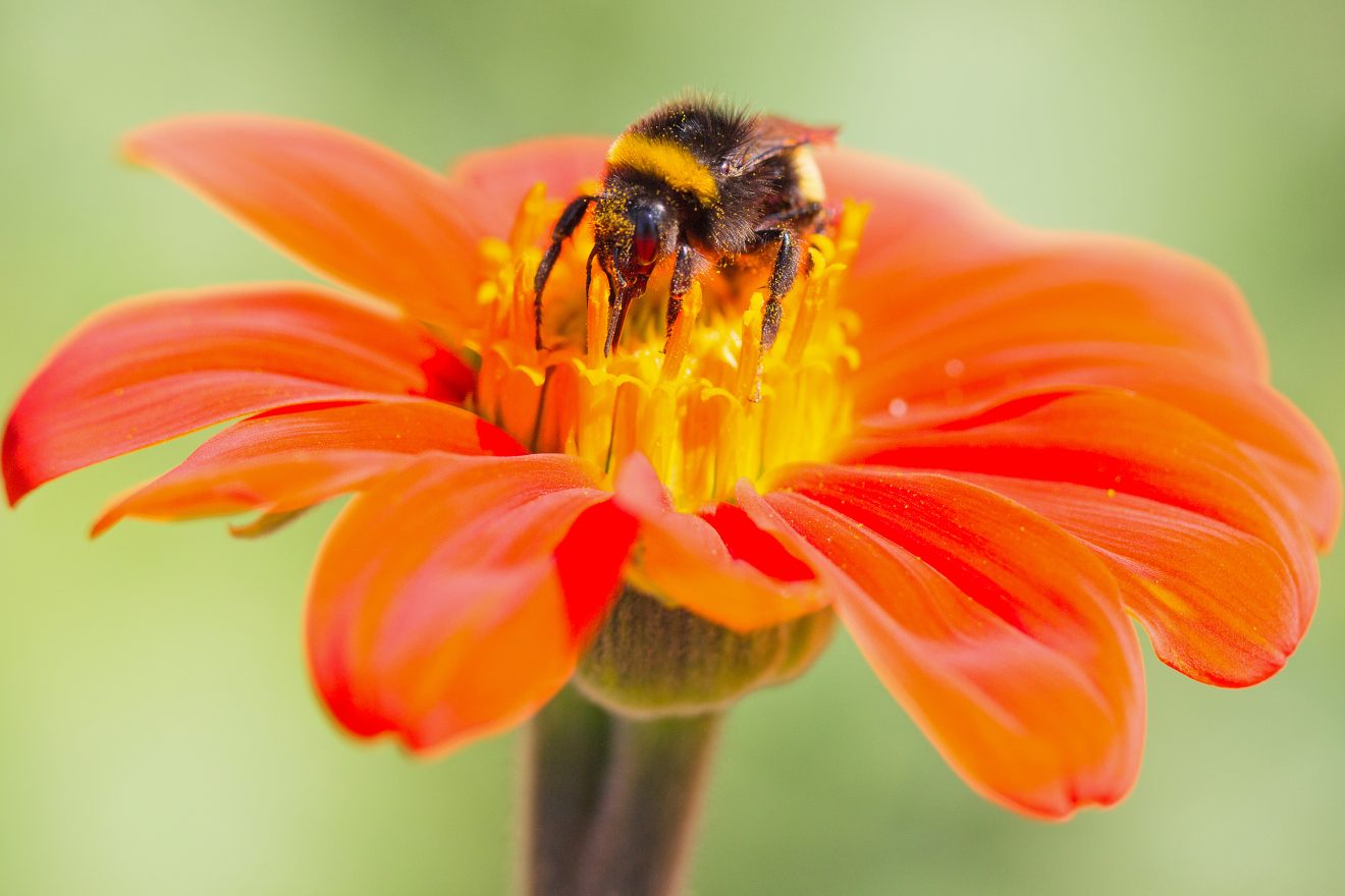 BurdaHome Blumenwiesenpate am Weltbienentag