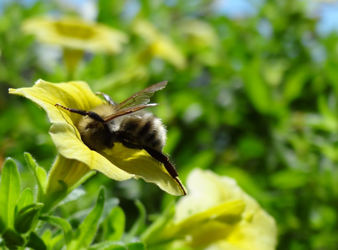 BurdaHome Blumenwiesenpate am Weltbienentag