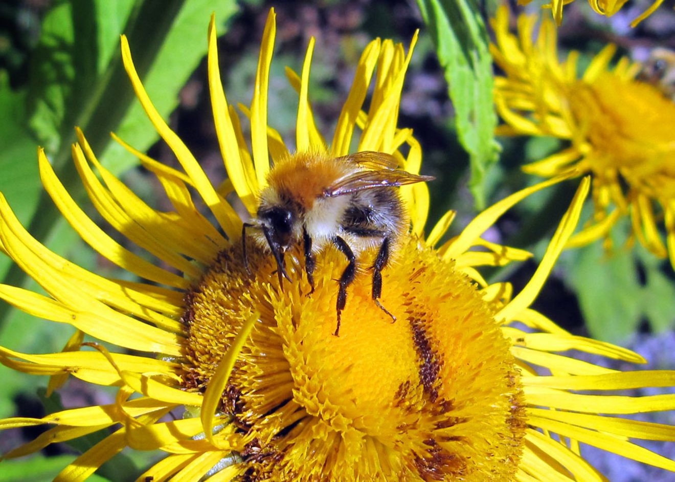 BurdaHome Blumenwiesenpate am Weltbienentag