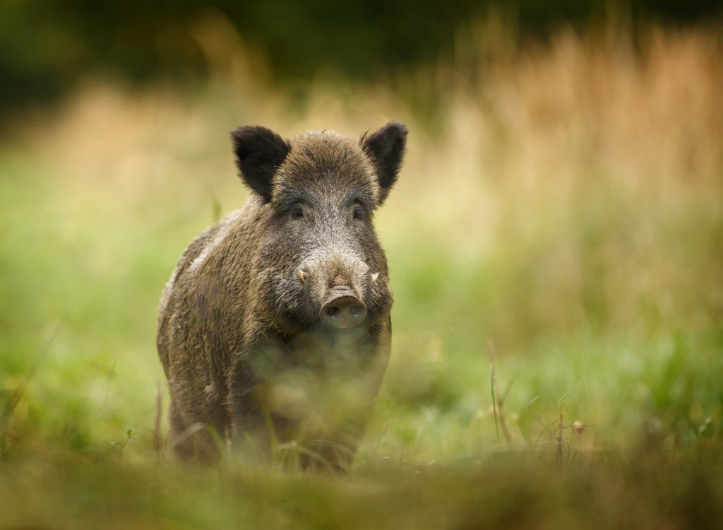 Wilde Sau - Wildschwein