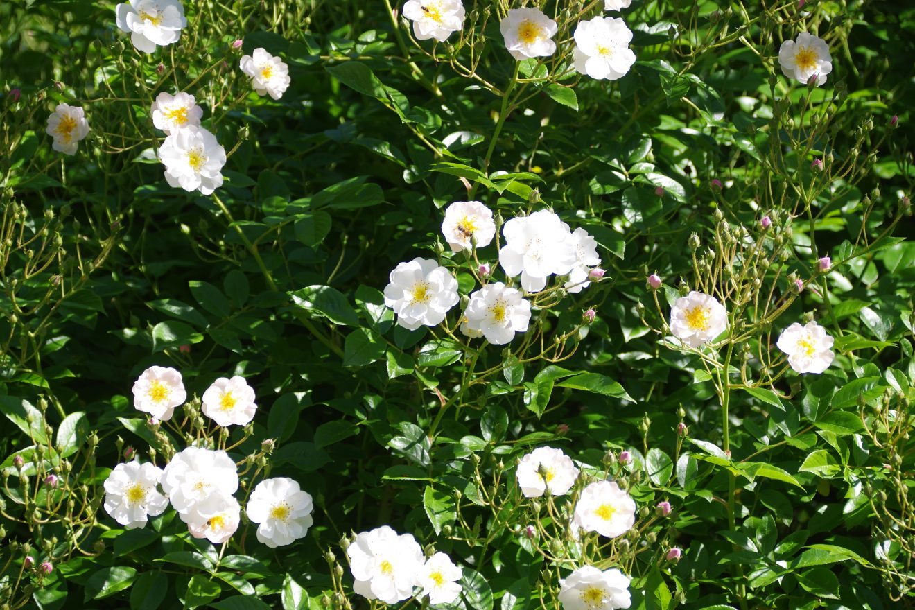Fünf Fragen an Schwarzwald-Guide Thomas Bühler