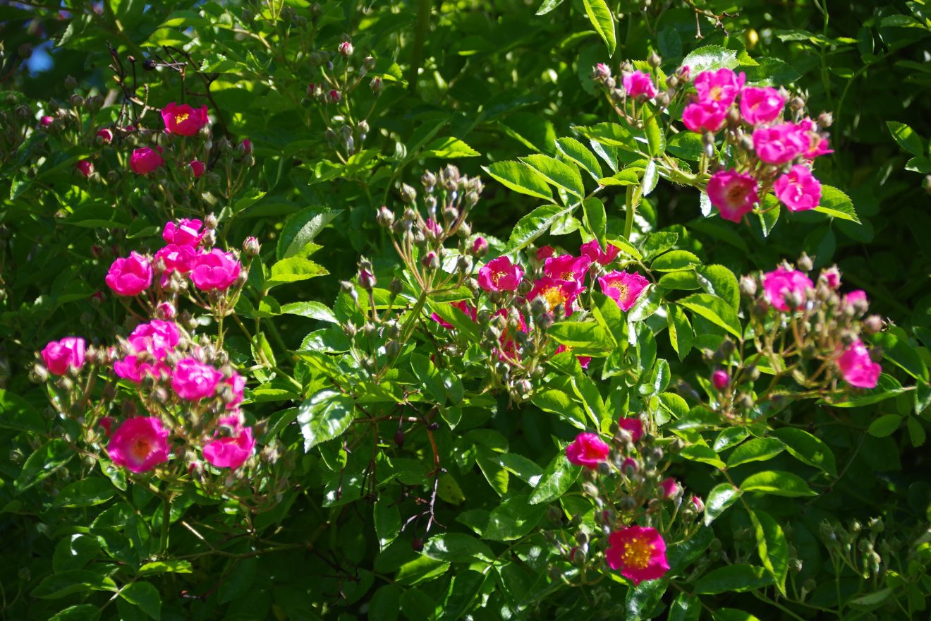 Fünf Fragen an Schwarzwald-Guide Thomas Bühler