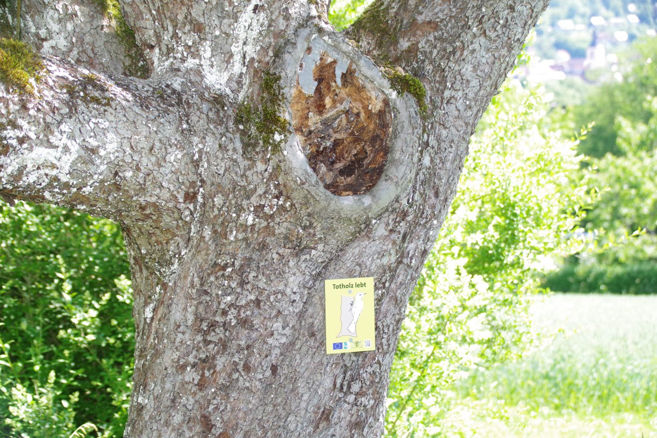 Fünf Fragen an Schwarzwald-Guide Thomas Bühler