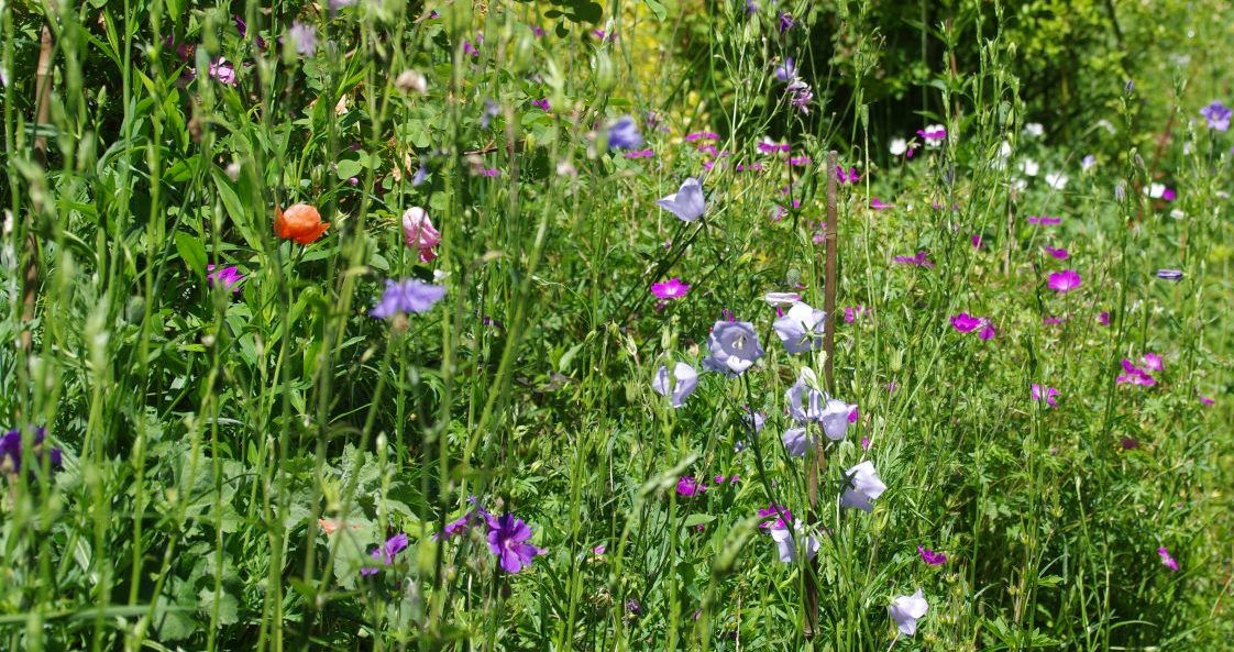 Fünf Fragen an Schwarzwald-Guide Thomas Bühler