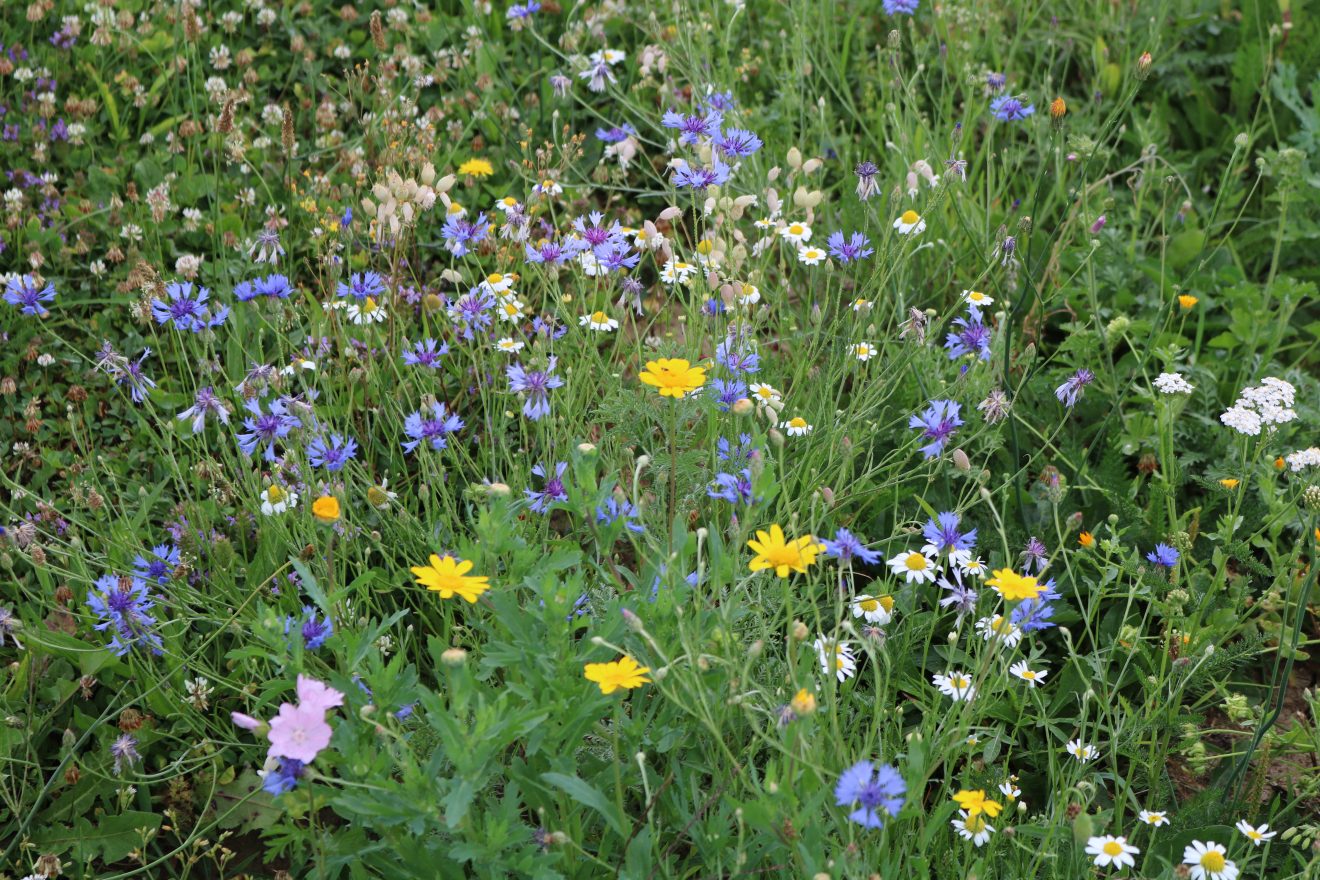 Der Weg zur eigenen Wildblumenwiese